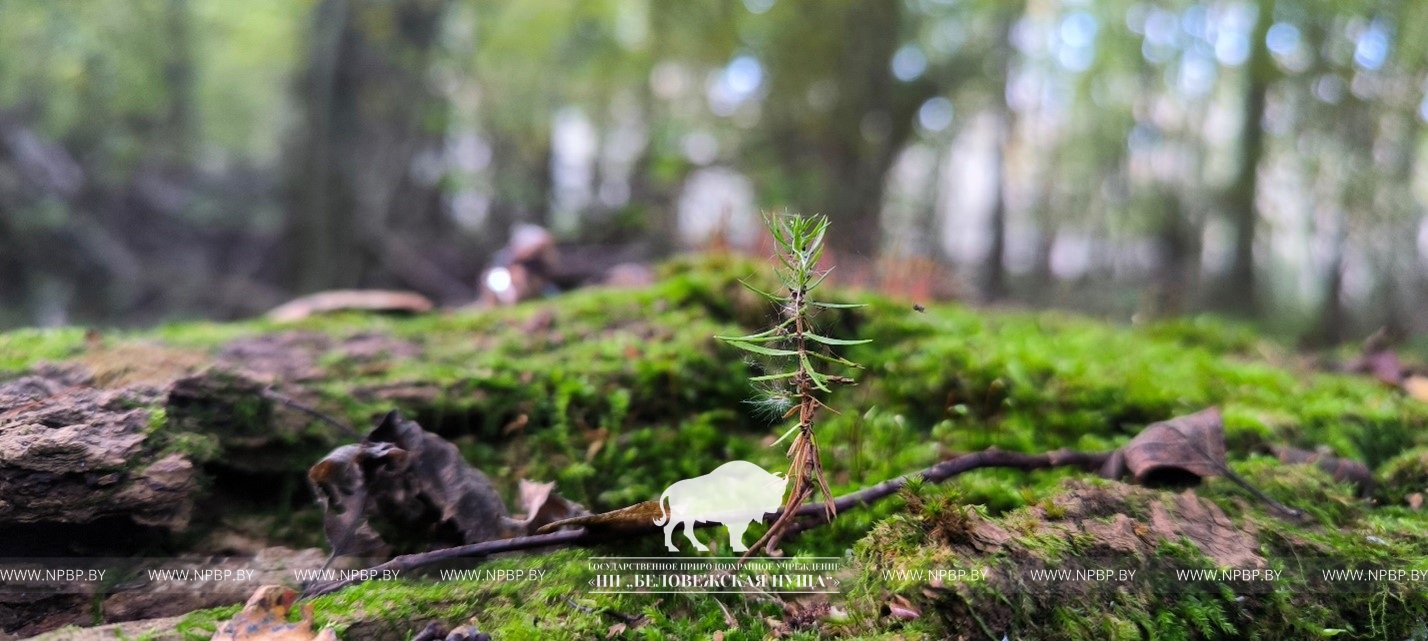 Рисунок4.jpg Рисунок4.jpg