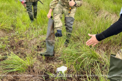 В Беловежской пуще прошёл волонтёрский лагерь  по мониторингу численности вертлявой камышевки!