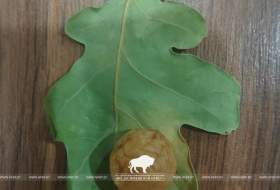 Чернильные орешки