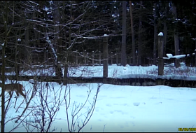 Загадочные рыси: новые кадры из Беловежской пущи