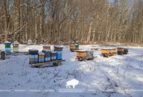 Зимовка пущанских пчёл вышла на финишную прямую 