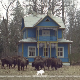  Восстановление популяции зубра