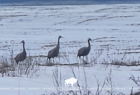 Предвестники весны