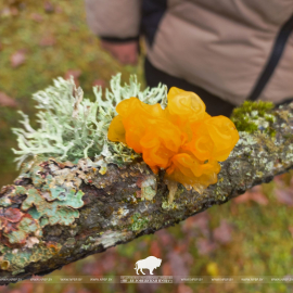 Зимний гриб – Дрожалка