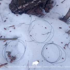 Нарушение охотничьих правил в Ивацевичском районе: применение самоловов