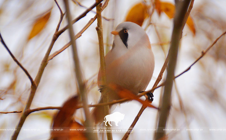 1 апреля – Международный день птиц 