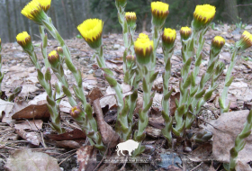 Время первоцветов…