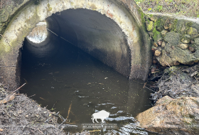 Бобры против труб: как найти компромисс с природой