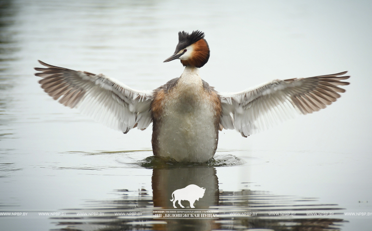 1 апреля – Международный день птиц 