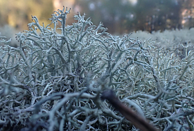 Зимнее меню из лишайников для лесных обитателей Беловежской пущи