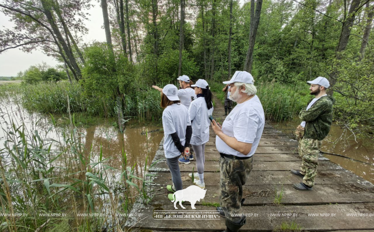 В Беловежской пуще прошёл волонтёрский лагерь  по мониторингу численности вертлявой камышевки!