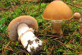 Грибы «курочки» (колпак кольчатый - лат. Cortinarius caperatus)