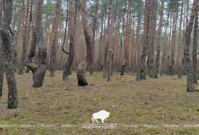 Танцующие деревья