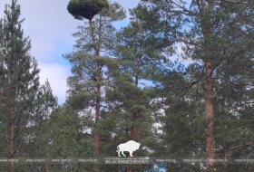 Ведьмины метлы