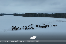 ИТОГИ УЧЁТОВ ЗУБРОВ В БЕЛОВЕЖСКОЙ ПУЩЕ В 2026 ГОДУ