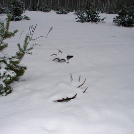 Период сбрасывания рогов оленей в Беловежской пуще