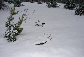 Период сбрасывания рогов оленей в Беловежской пуще