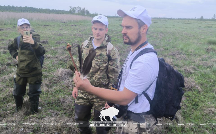 В Беловежской пуще прошёл волонтёрский лагерь  по мониторингу численности вертлявой камышевки!