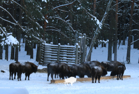 Период подкормки диких животных в Беловежской пуще